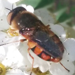 Odontomyia ornata